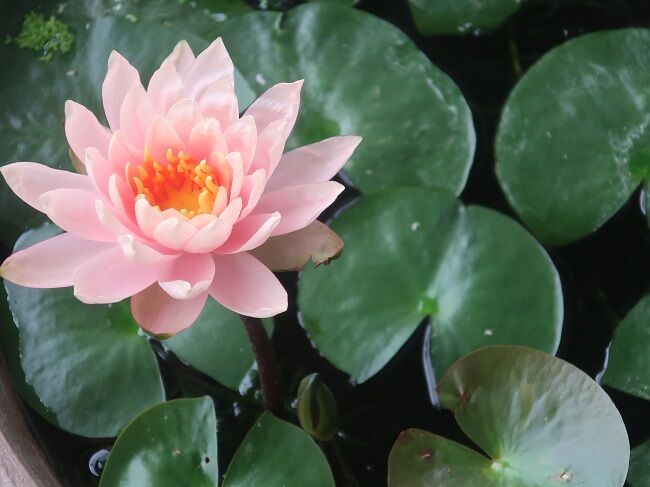 雨の日 三番目の睡蓮の花が咲きました 川岸から Riverside Life