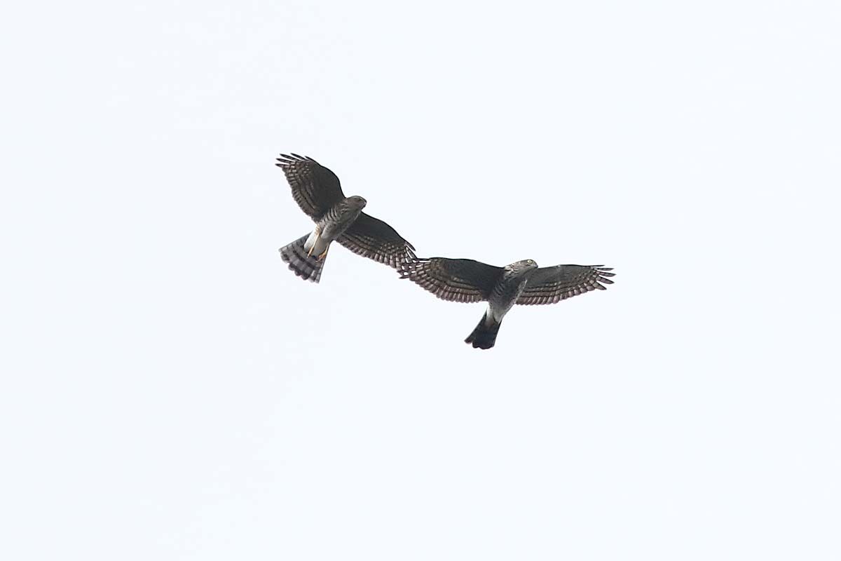 ２８３１回 タカの渡り ツミ のモビング 疑攻撃 青色鳥撮り