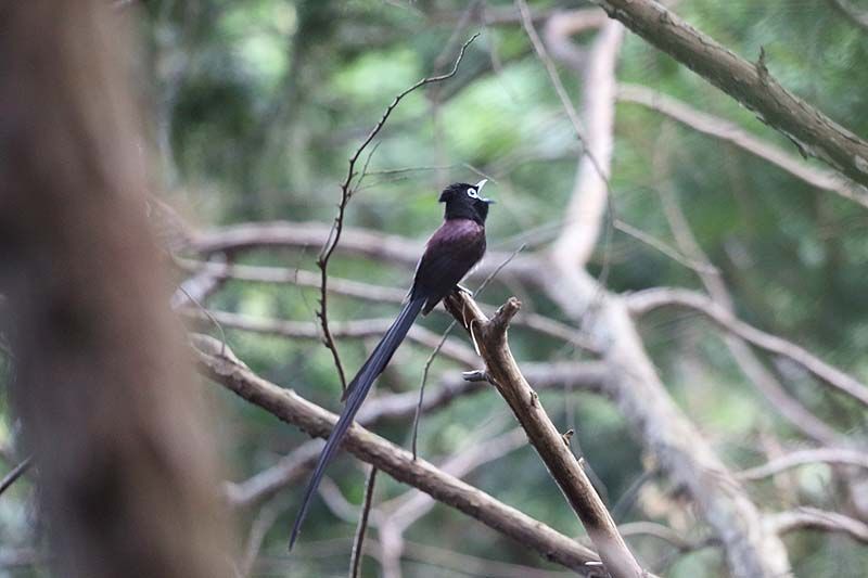 サンコウチョウのさえずり 青色鳥撮り サンコウチョウのさえずり 青色鳥撮り