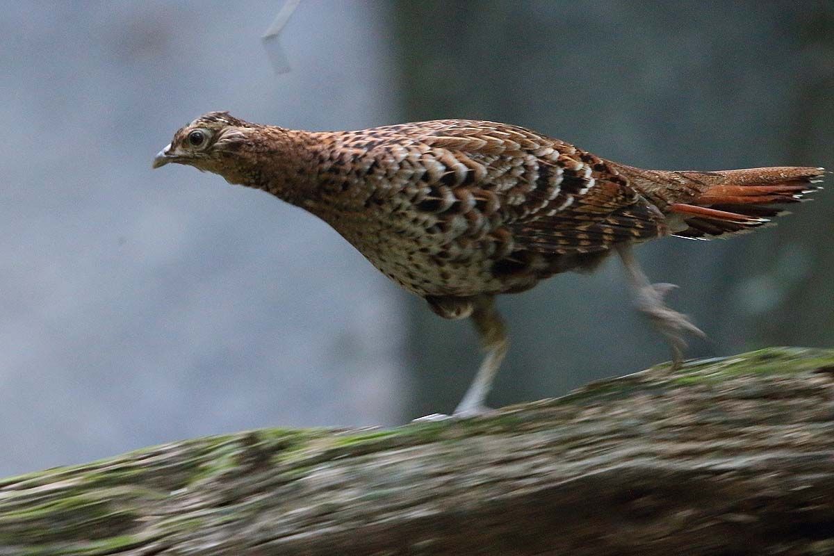 お山の大事件 ヤマドリ 雛を必死で探す母親 青色鳥撮り お山の大事件 ヤマドリ 雛を必死で探す母親 青色鳥撮り