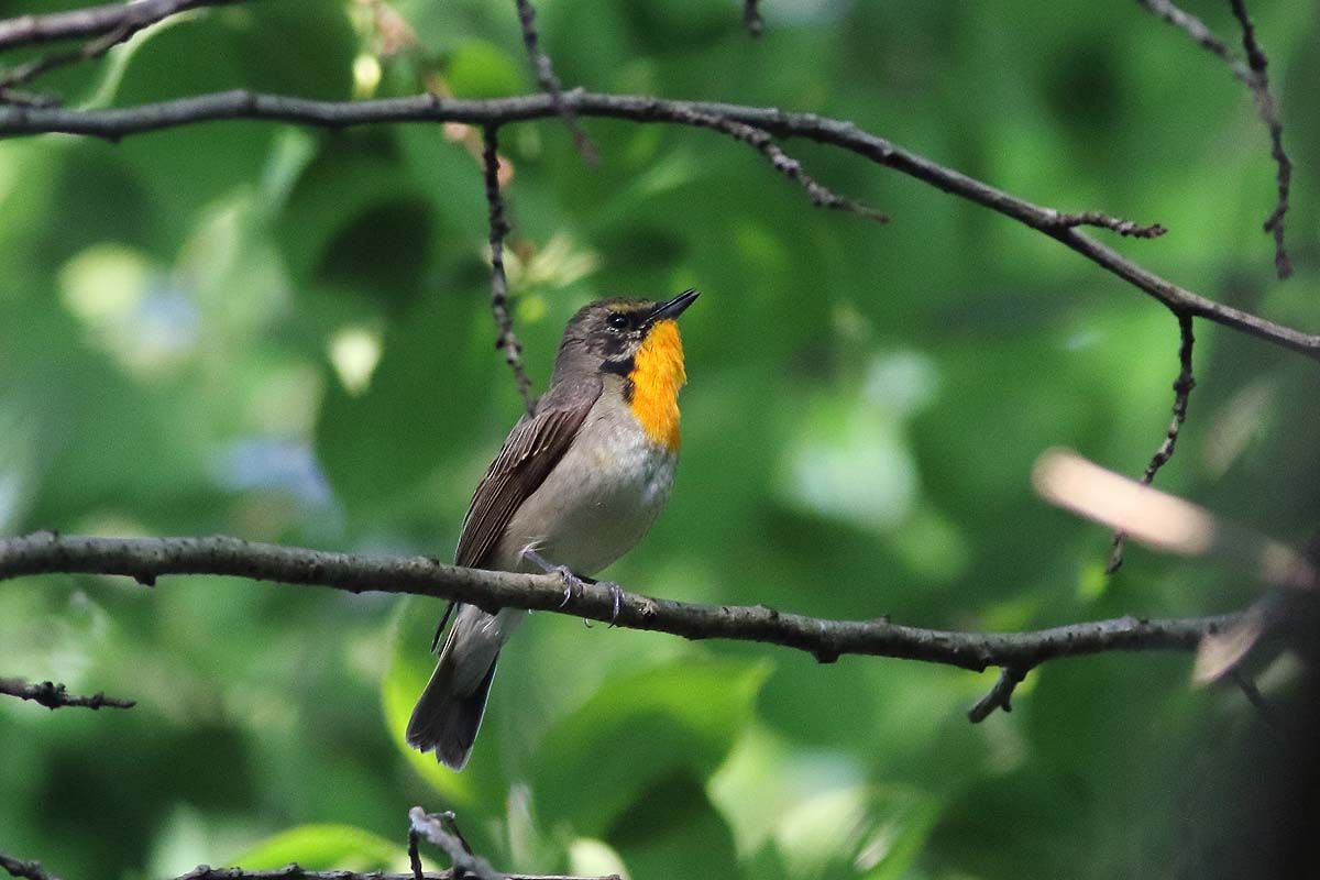 初めての キビタキ の若鳥 青色鳥撮り