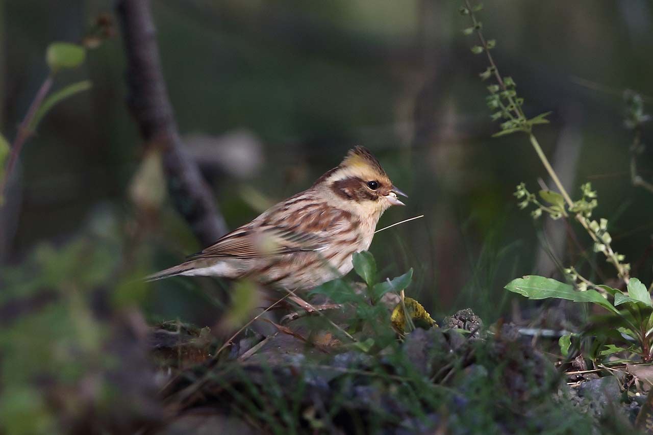 ミヤマホオジロのメス 3 青色鳥撮り ミヤマホオジロのメス 3 青色鳥撮り