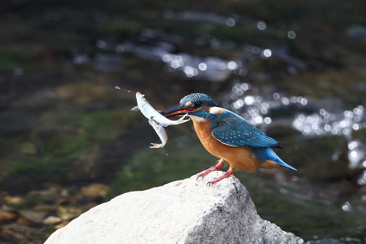 ２１６７回 欲張りな「カワセミ」 : 青色鳥撮り