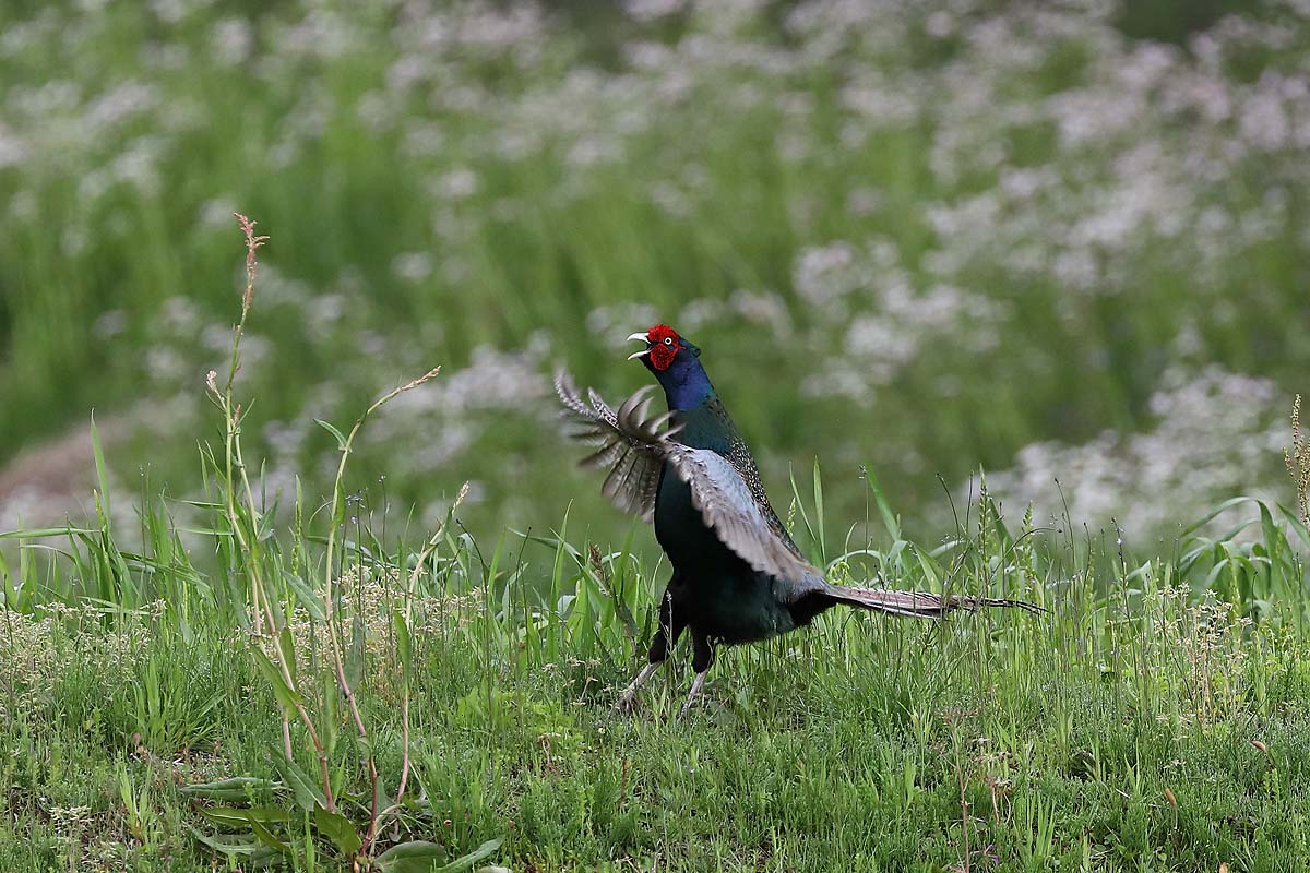 ２６６３回 キジ の母衣打ち ２ 青色鳥撮り