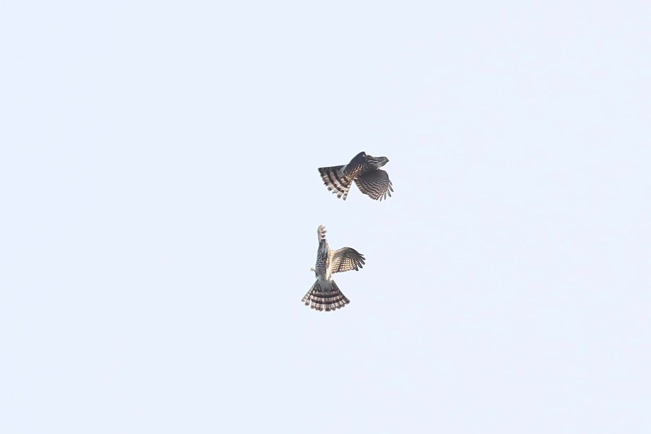 ３５２５回 ツミ と ツミ の絡み合い 青色鳥撮り