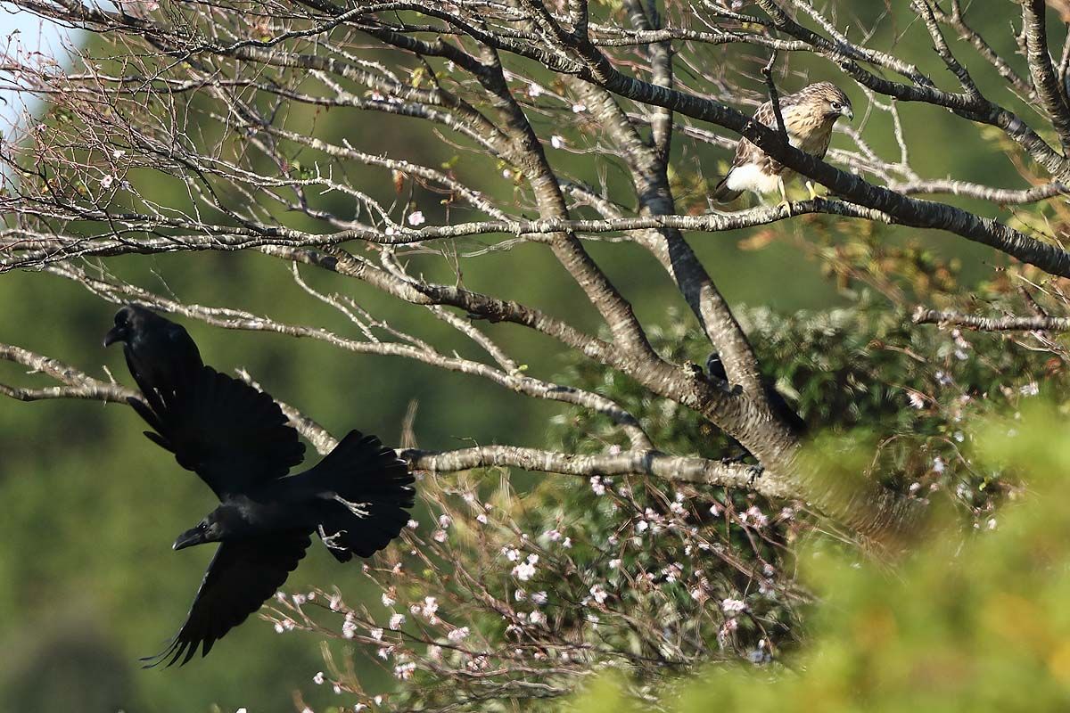 ２１２５回 カラスと喧嘩シリーズ 木に逃げ込んだ ノスリ 編 青色鳥撮り
