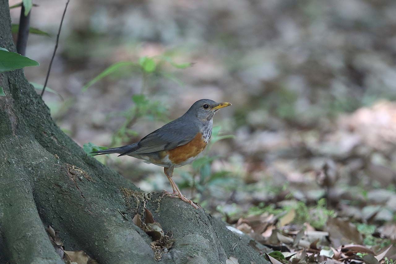 珍しい鳥 カラアカハラ 青色鳥撮り 珍しい鳥 カラアカハラ 青色鳥撮り