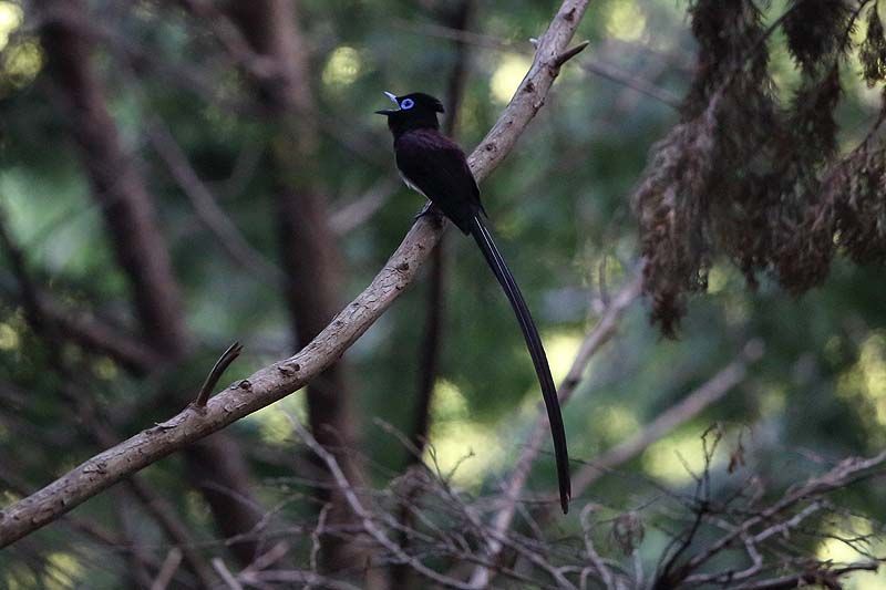 サンコウチョウのさえずり 青色鳥撮り サンコウチョウのさえずり 青色鳥撮り