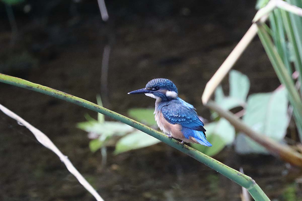 2428回 可愛い カワセミ のヒナ 2 青色鳥撮り 2428回 可愛い カワセミ のヒナ 2 青色鳥撮り