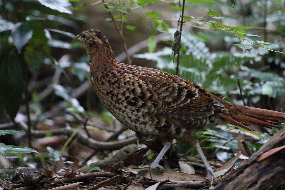 お山の大事件 ヤマドリ 雛を必死で探す母親 青色鳥撮り お山の大事件 ヤマドリ 雛を必死で探す母親 青色鳥撮り