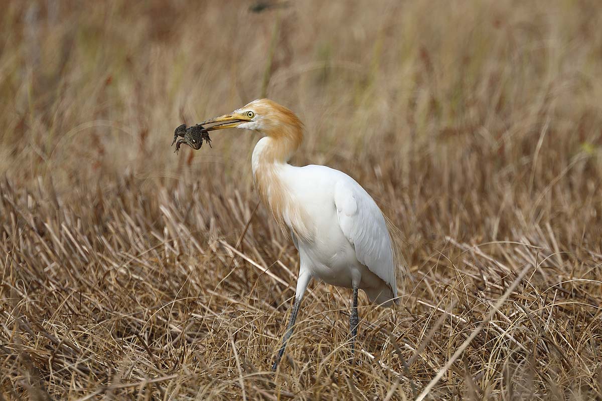 ２７７３回 特定外来生物を駆除する アマサギ 青色鳥撮り