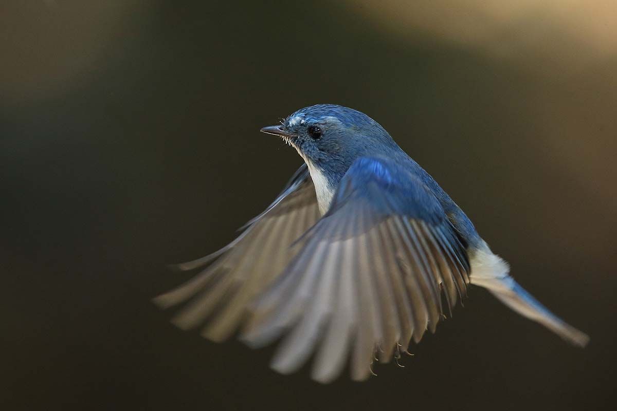 羽ばたく ルリビタキ 青色鳥撮り