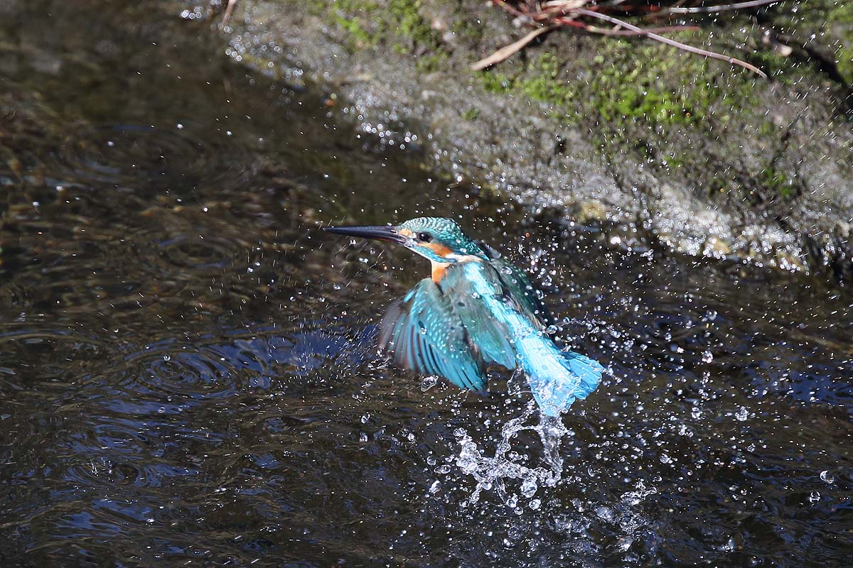 ２５７５回 水飛沫をあげての カワセミ の飛び出しも空振り 青色鳥撮り