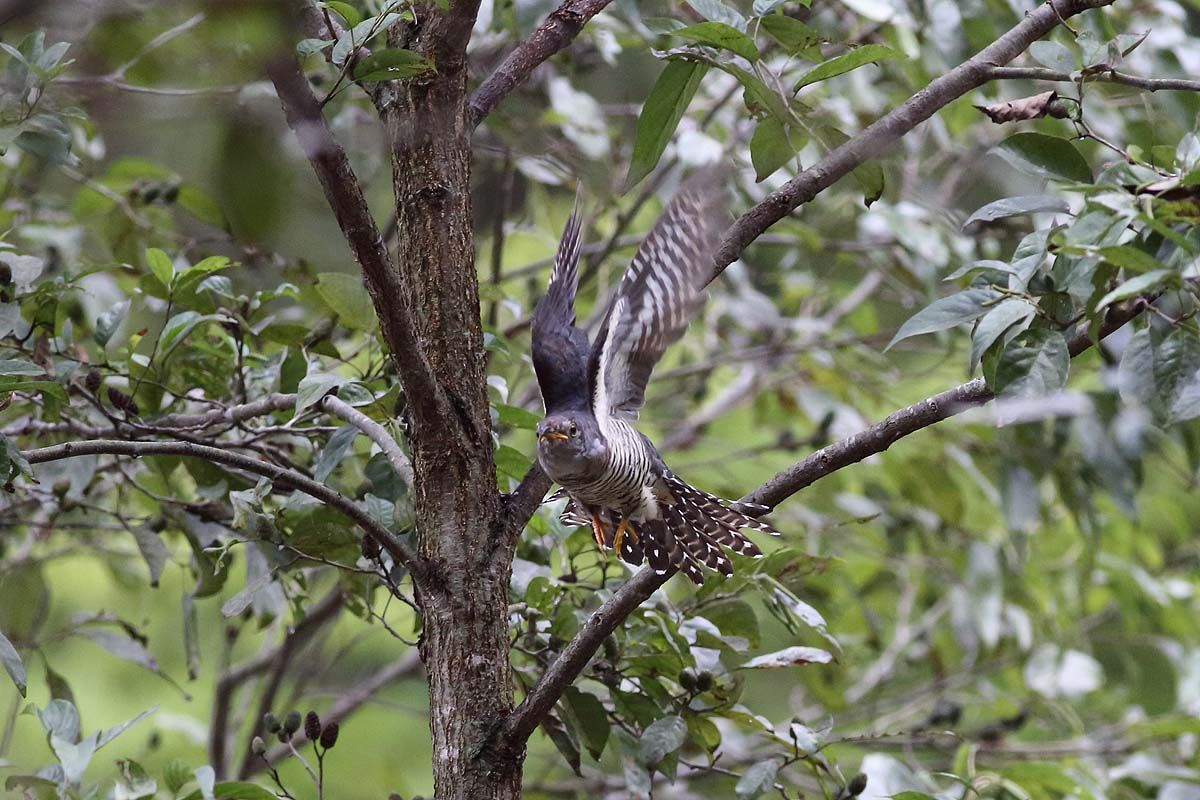 ちょっと変わった飛び方の ツツドリ 青色鳥撮り