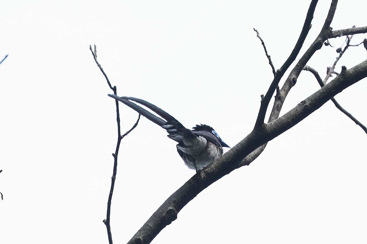 ２３５４回 変わった木の枝に サンコウチョウ 青色鳥撮り