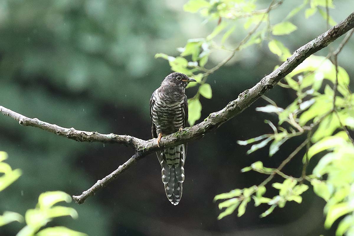 青色鳥撮り                ワンセグ