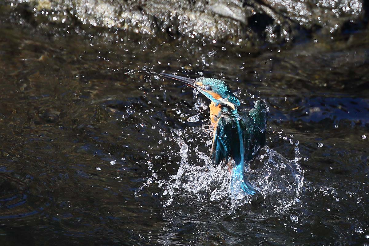 2580回 カワセミ のあげる水飛沫 3態 青色鳥撮り 2580回 カワセミ のあげる水飛沫 3態 青色鳥撮り