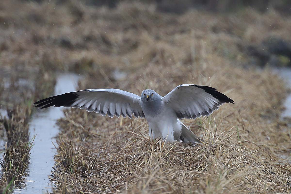 2509回 翼を広げる ハイイロチュウヒ 青色鳥撮り 2509回 翼を広げる ハイイロチュウヒ 青色鳥撮り