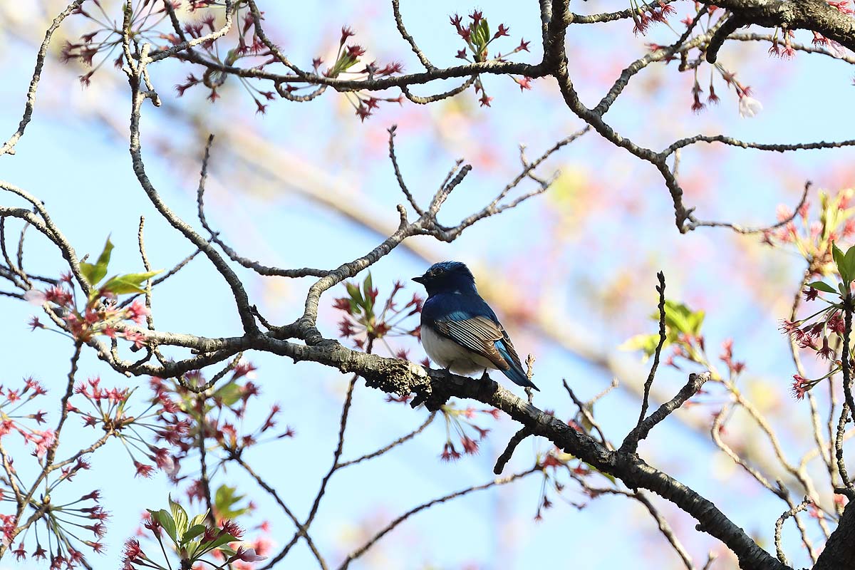 2291回 桜の木にとまる オオルリ 証拠写真程度 青色鳥撮り 2291回 桜の木にとまる オオルリ 証拠写真程度 青色鳥撮り