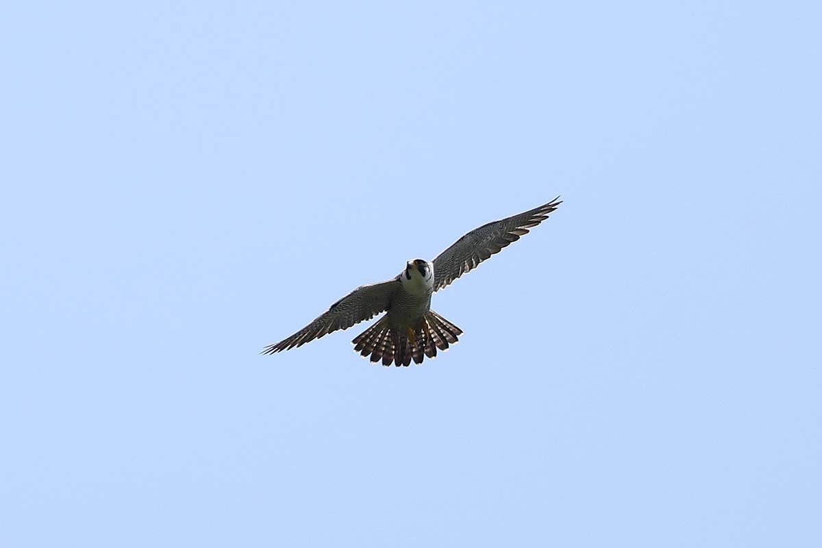 3076回 大空を飛ぶ ハヤブサ 青色鳥撮り 3076回 大空を飛ぶ ハヤブサ 青色鳥撮り