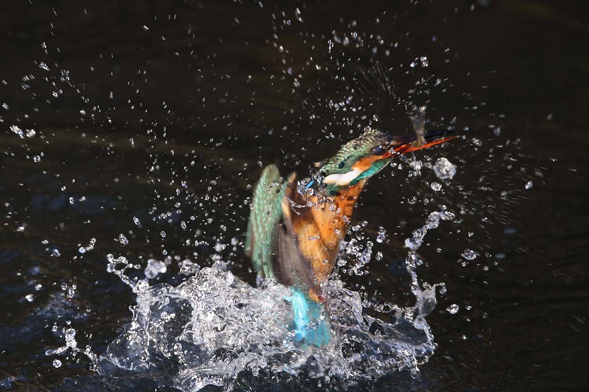 魚咥えての水しぶき 青色鳥撮り 魚咥えての水しぶき 青色鳥撮り