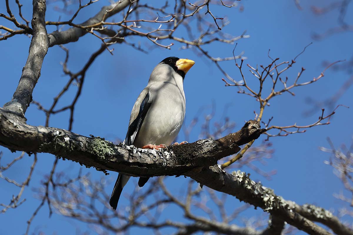 2626回 木止まりの イカル 青色鳥撮り 2626回 木止まりの イカル 青色鳥撮り