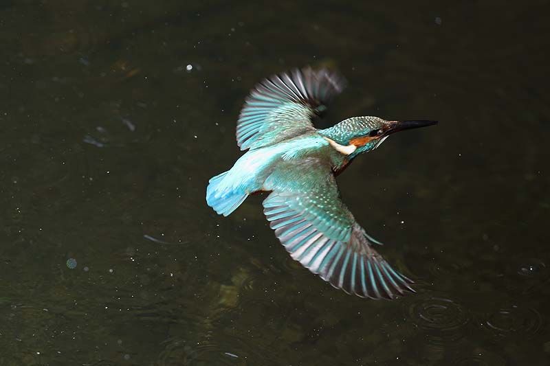 飛んでるカワセミ ４ 青色鳥撮り