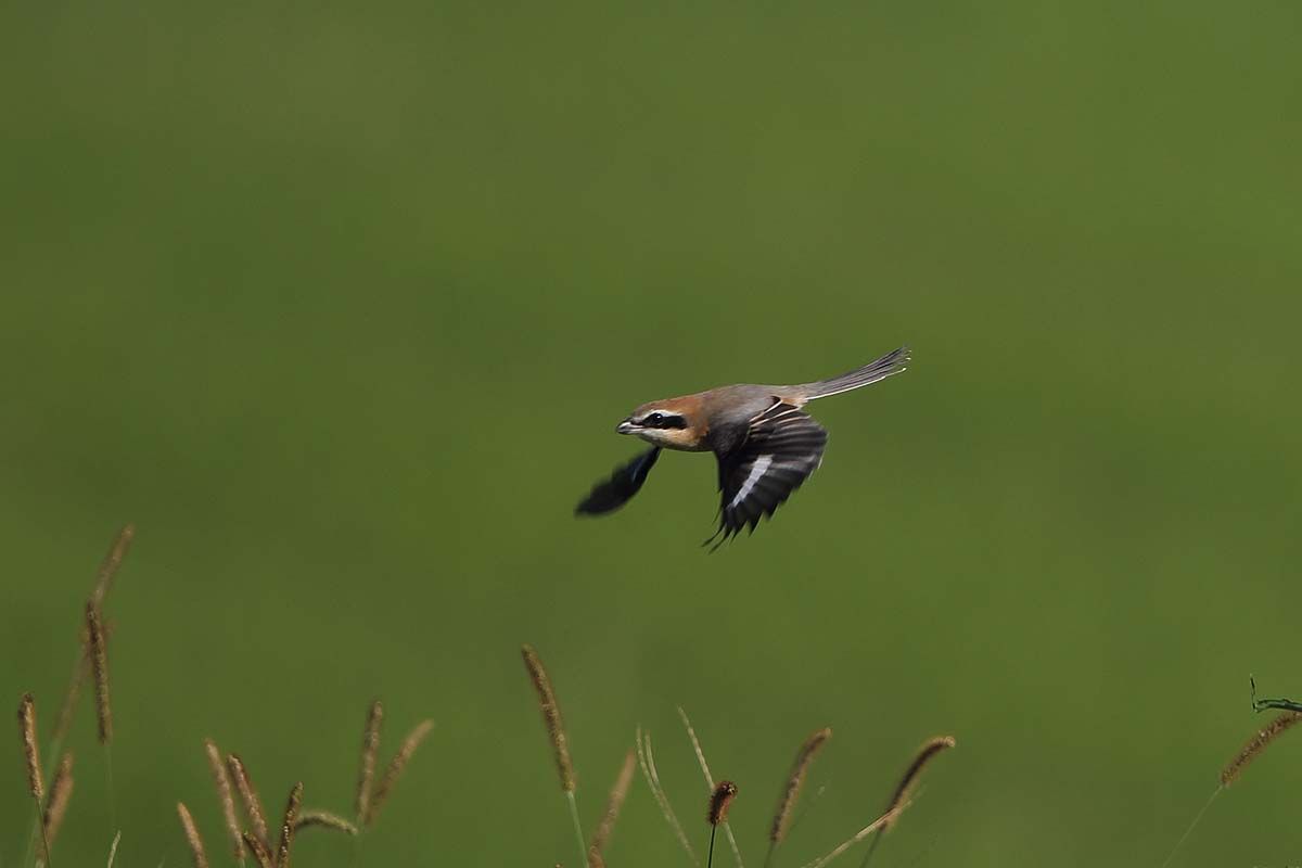 華麗な モズ の飛行 青色鳥撮り