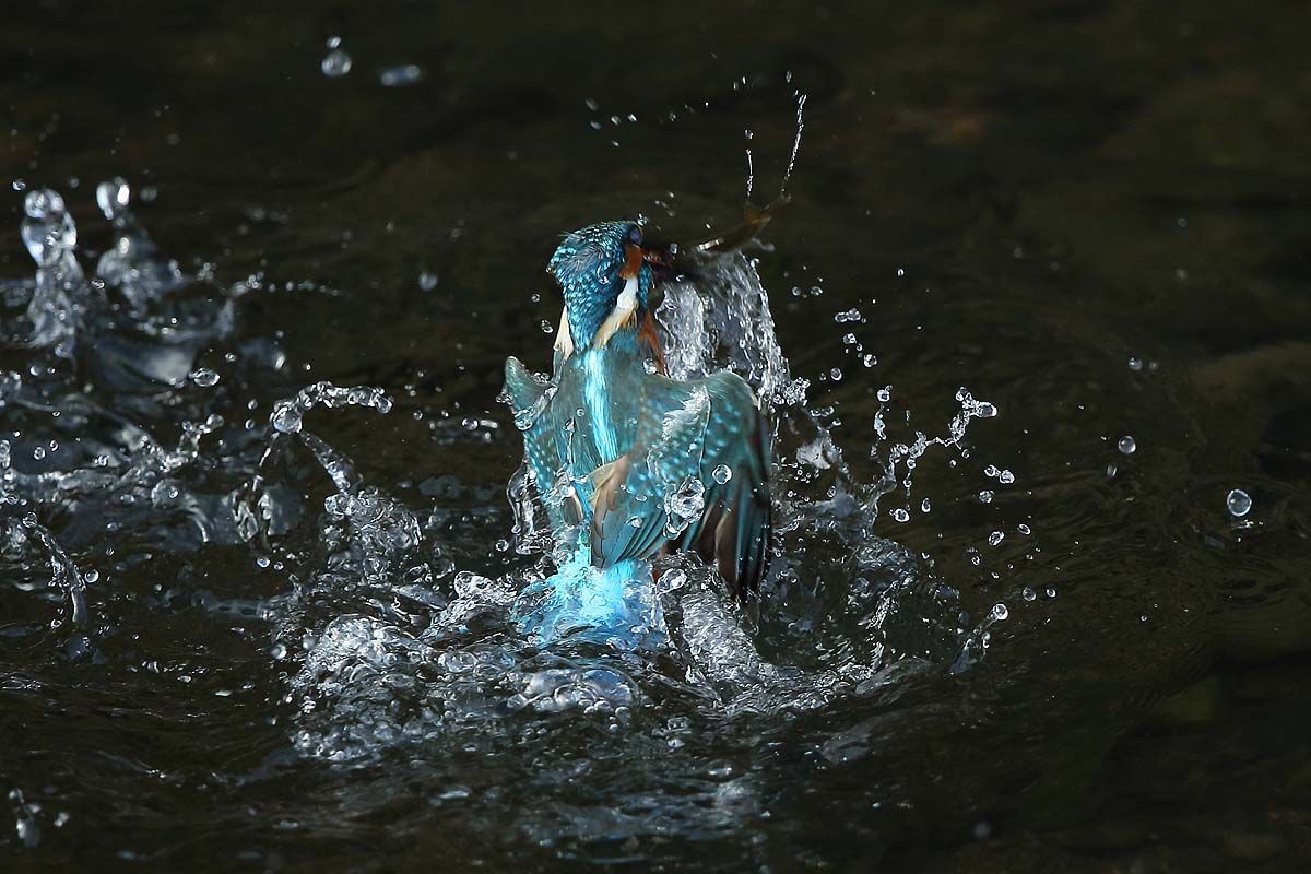 ２０５７回 カワセミ のあげる水飛沫 青色鳥撮り