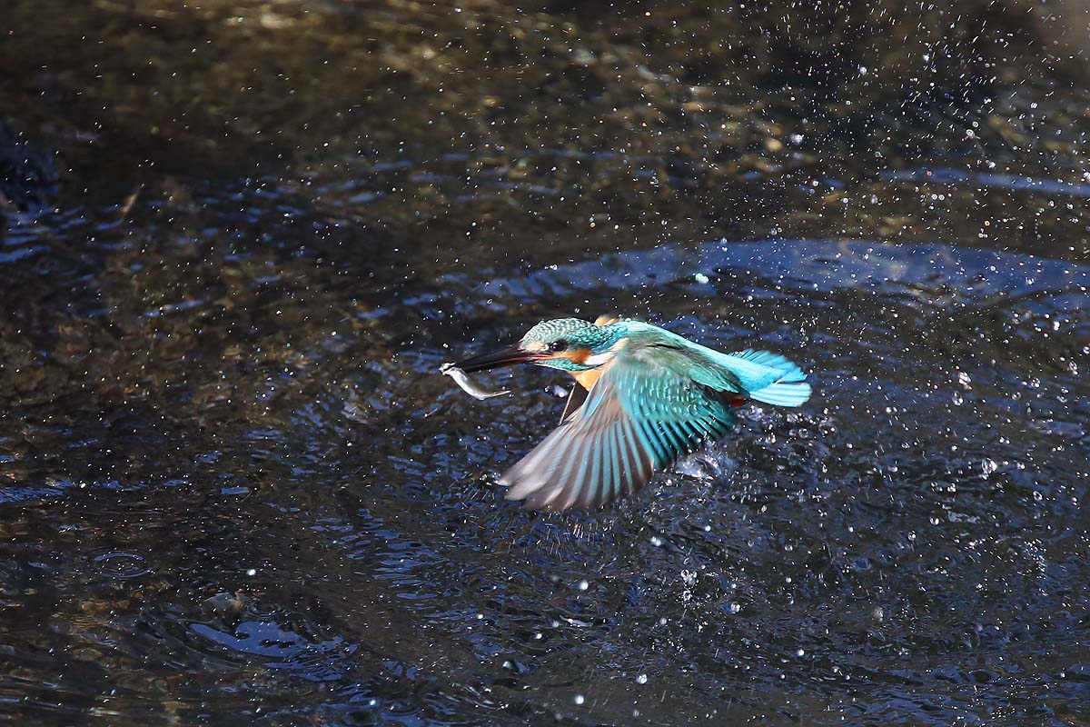 ２５９１回 エサをくわえて飛ぶ カワセミ ３態 青色鳥撮り