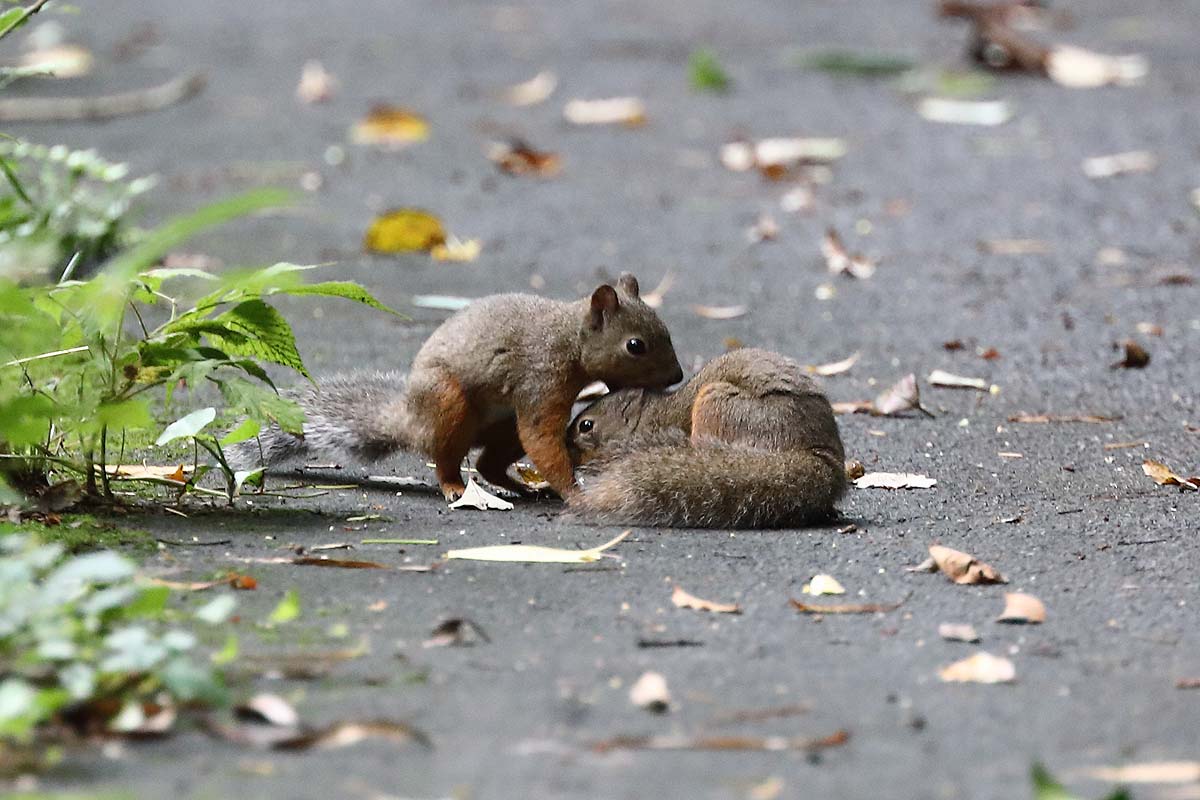 2381回 子リス が1匹 2匹 3匹と 青色鳥撮り 2381回 子リス が1匹 2匹 3匹と 青色鳥撮り
