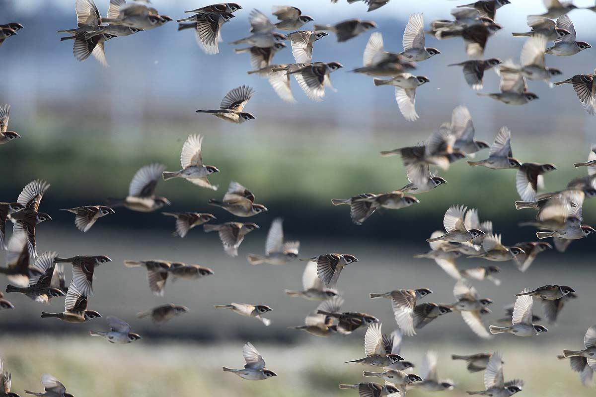 スズメ の群れ 青色鳥撮り