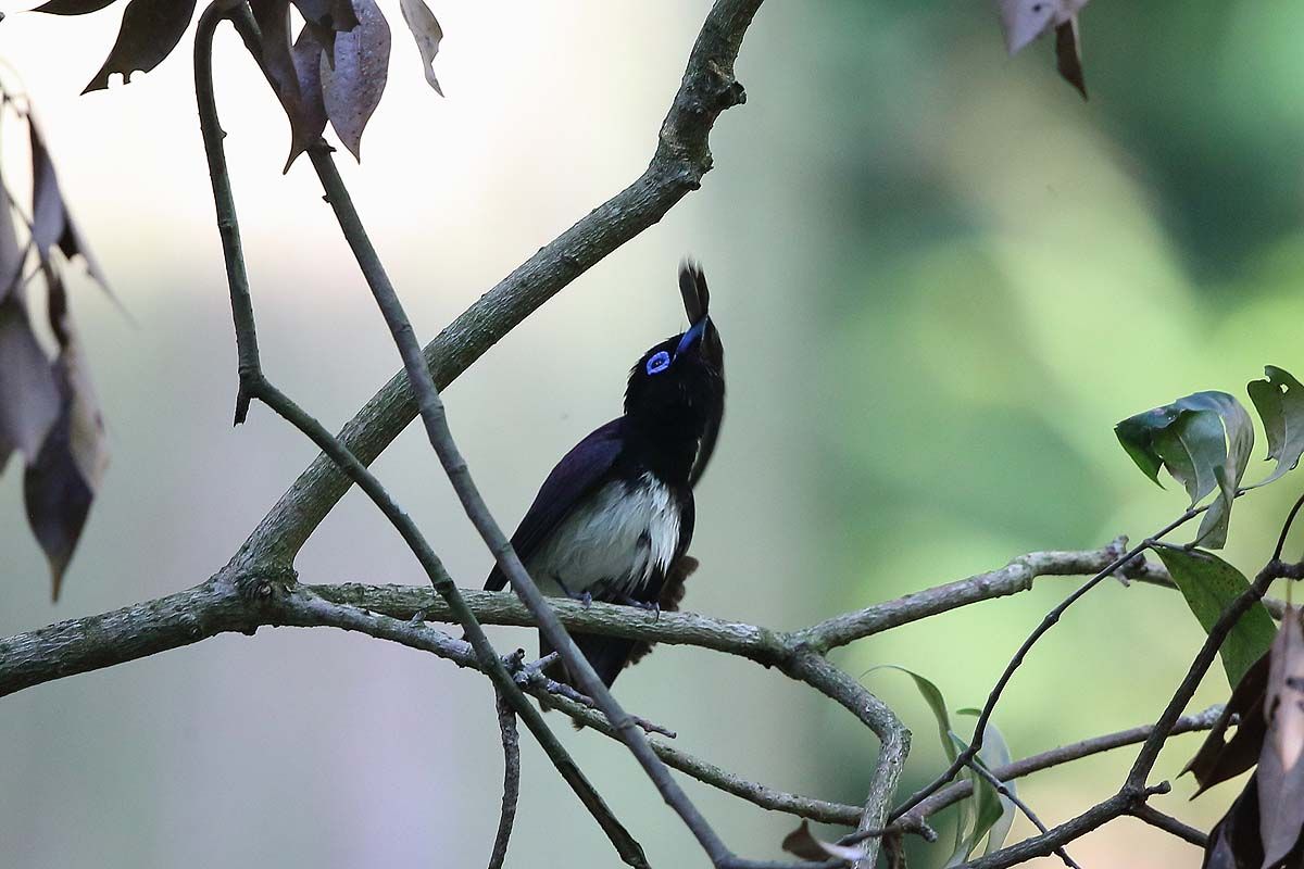 毛づくろいをする サンコウチョウ 青色鳥撮り