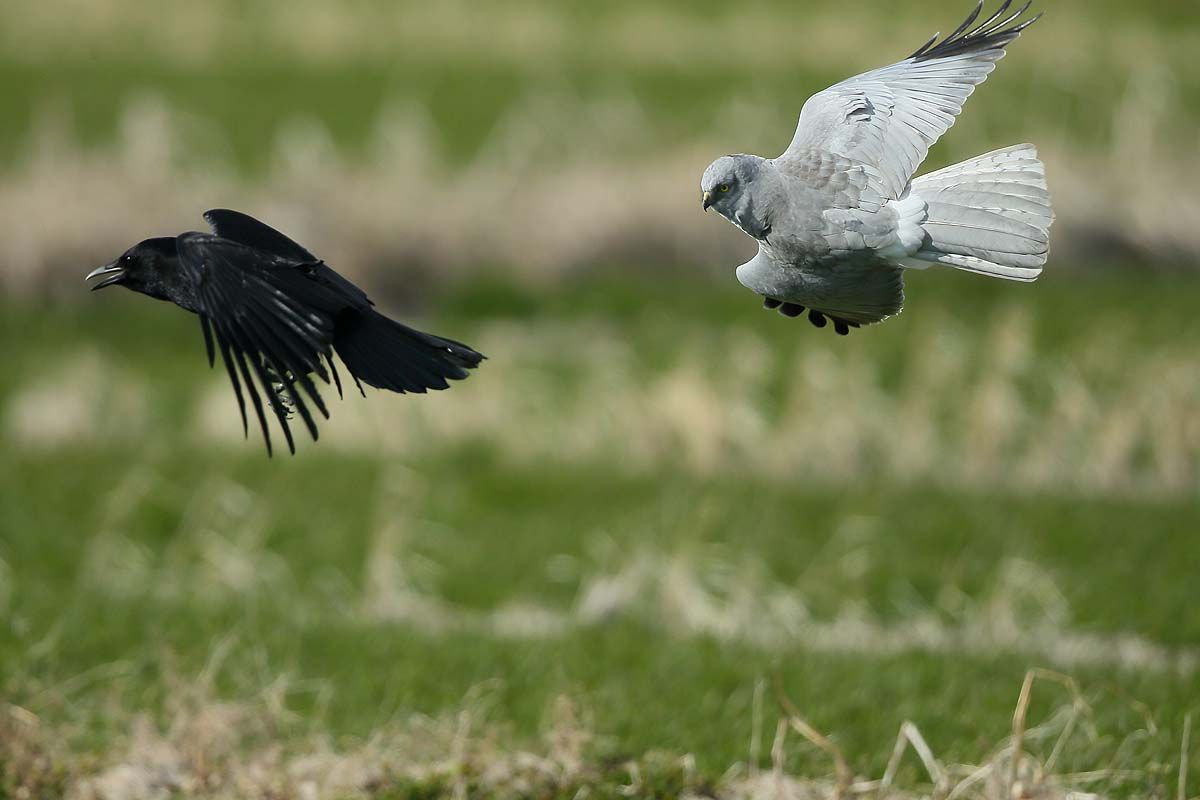 今シーズンの ハイイロチュウヒ カラスと喧嘩 青色鳥撮り 今シーズンの ハイイロチュウヒ カラスと喧嘩 青色鳥撮り