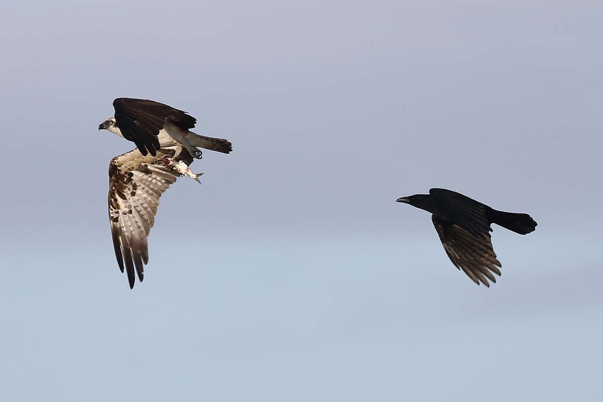 2871回 逃げる ミサゴ 追うカラス 青色鳥撮り 2871回 逃げる ミサゴ 追うカラス 青色鳥撮り