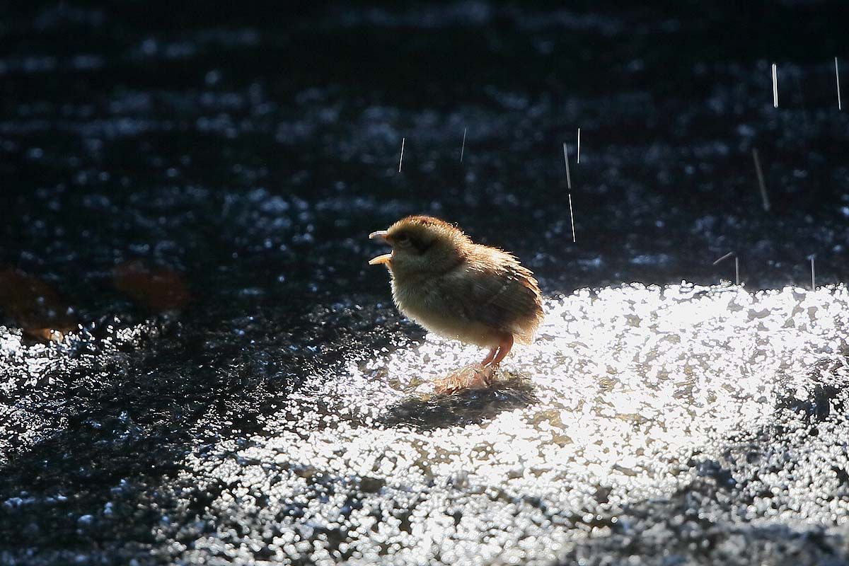 お山の大事件 ヤマドリ 雛の失踪 青色鳥撮り