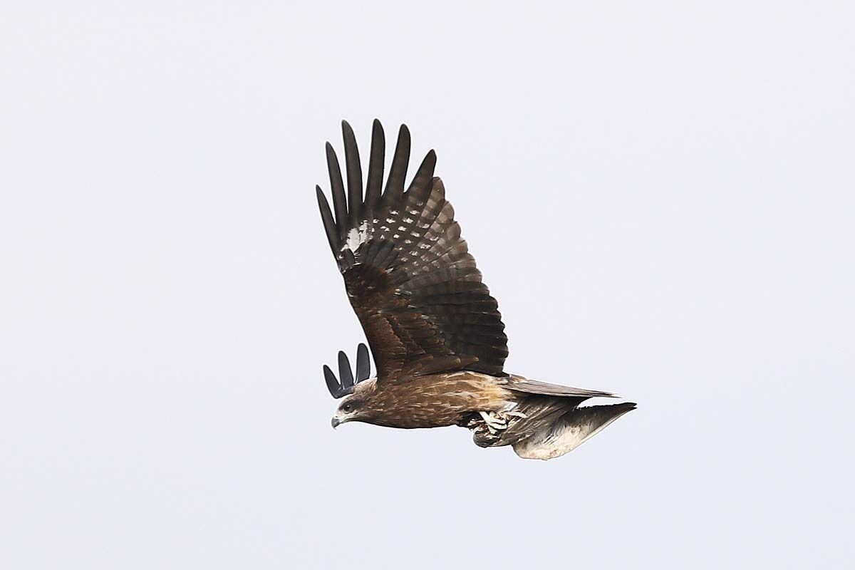 ３０３２回 鳥の様な物を掴んでいる トビ にノスリが 青色鳥撮り
