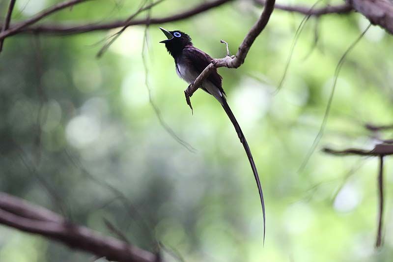 サンコウチョウのさえずり 8 青色鳥撮り サンコウチョウのさえずり 8 青色鳥撮り