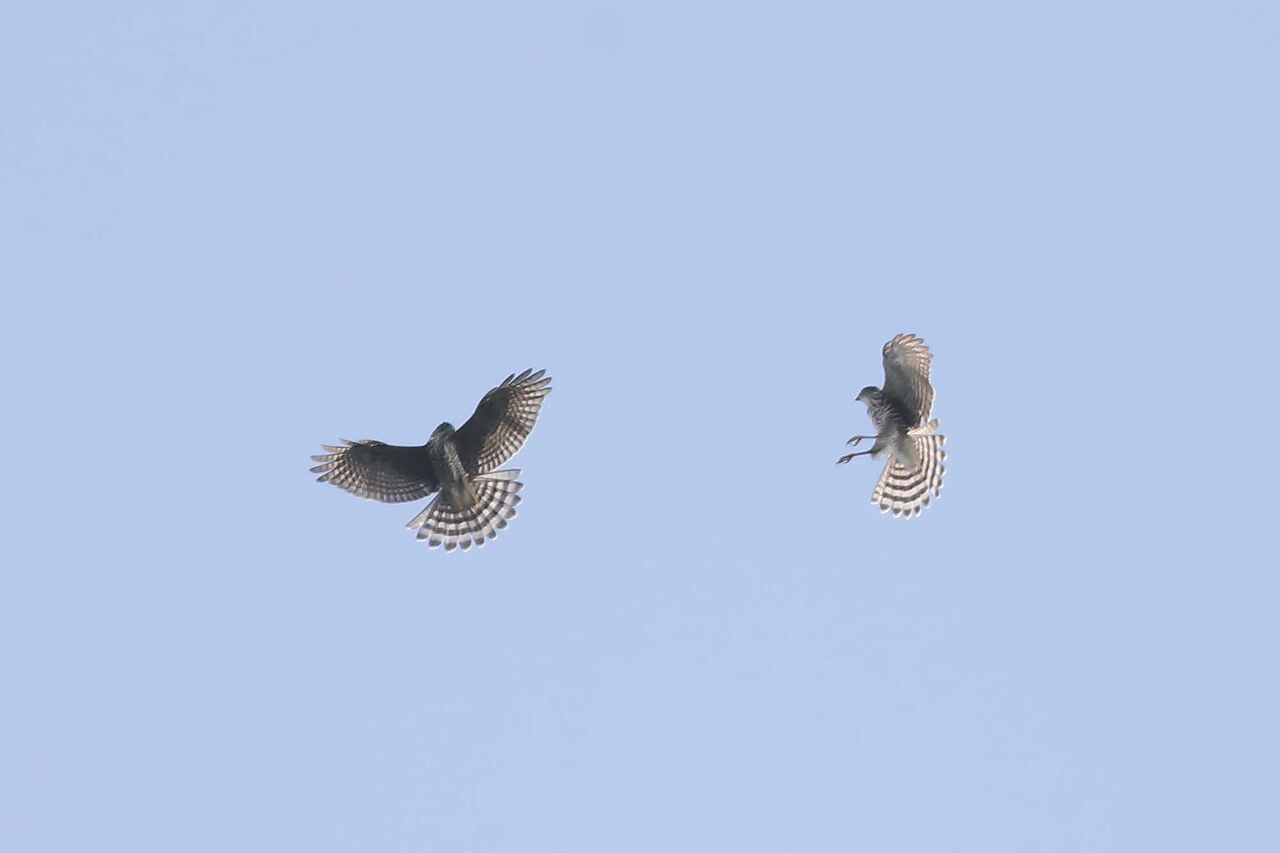 ３５２６回 ２日続けて見た ツミ と ツミ の絡み合い 青色鳥撮り