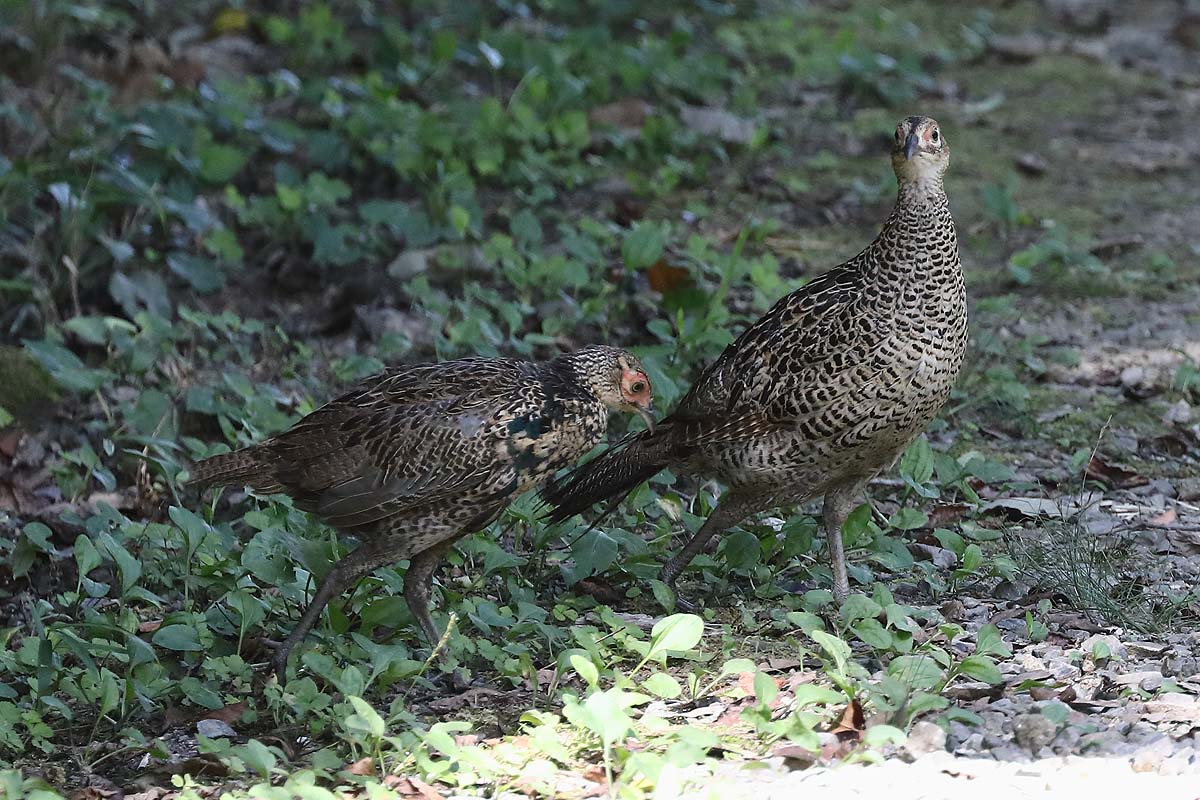 ２７７９回 キジ のオスの幼鳥と キジ のメス親 青色鳥撮り