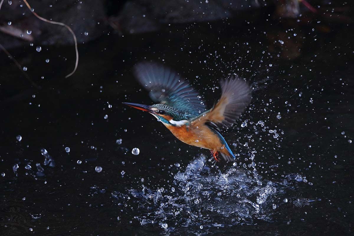 カワセミ」の水しぶき : 青色鳥撮り