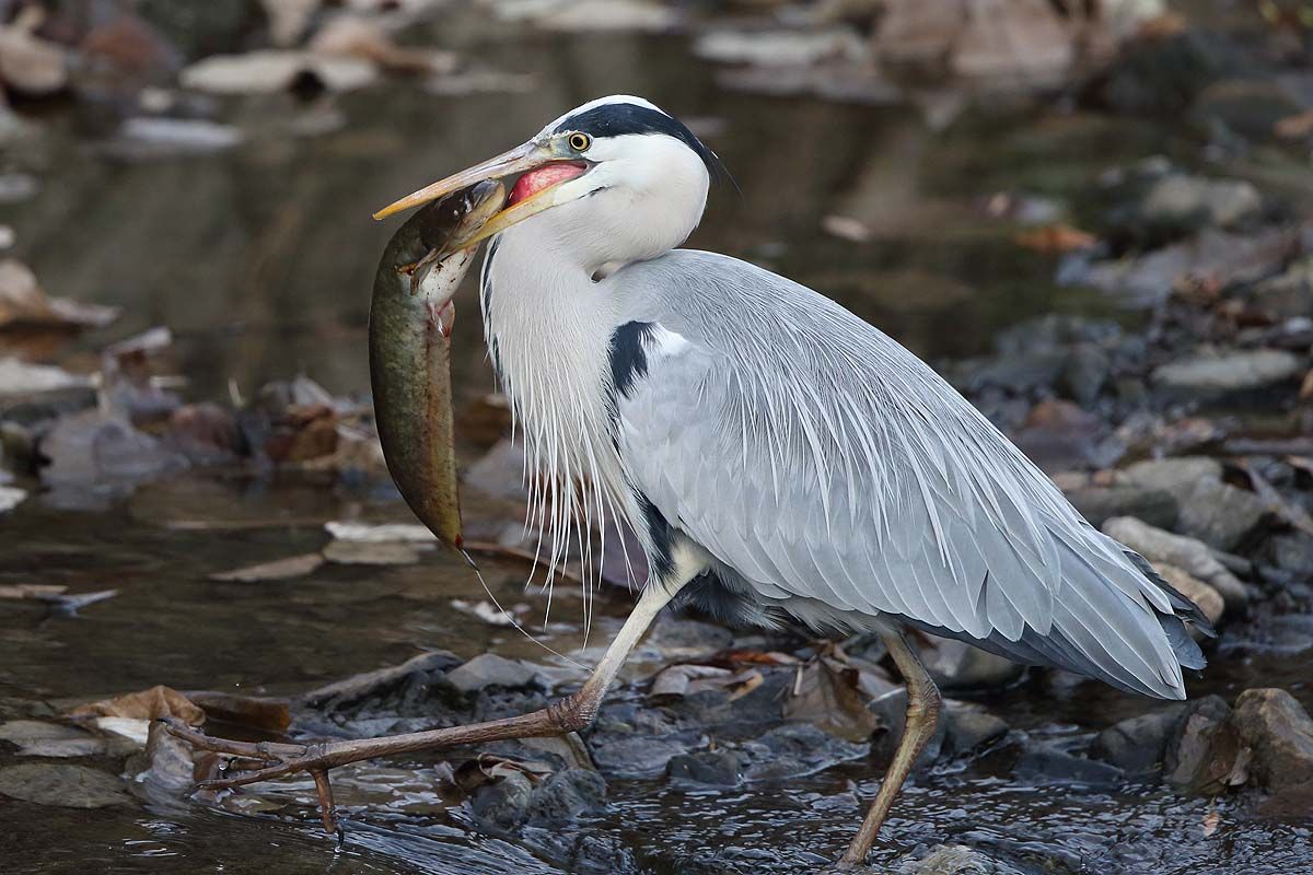 悪食 アオサギ の驚くべき獲物 ２ ２ 青色鳥撮り