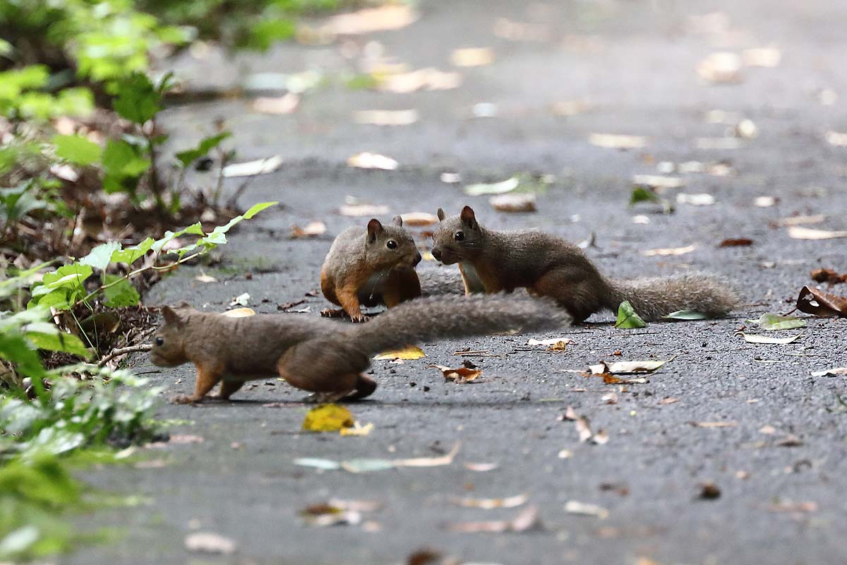2381回 子リス が1匹 2匹 3匹と 青色鳥撮り 2381回 子リス が1匹 2匹 3匹と 青色鳥撮り