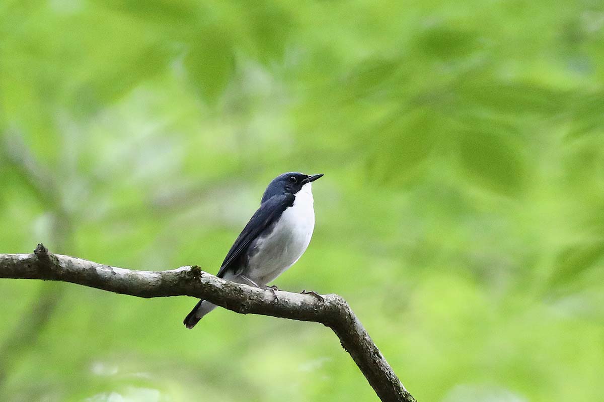 ３１０８回 鳴いていない時の コルリ ６月の在庫より 青色鳥撮り