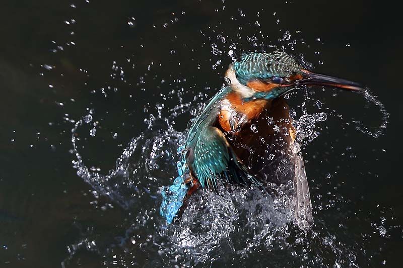 水飛沫 16 青色鳥撮り 水飛沫 16 青色鳥撮り