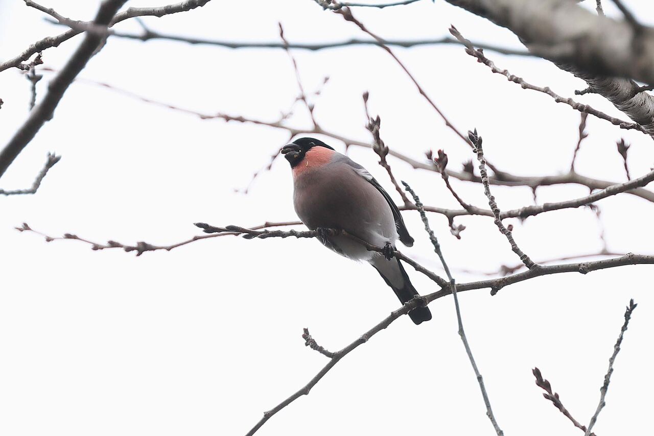 3320回 今シーズン2度目の ウソ 青色鳥撮り 3320回 今シーズン2度目の ウソ 青色鳥撮り