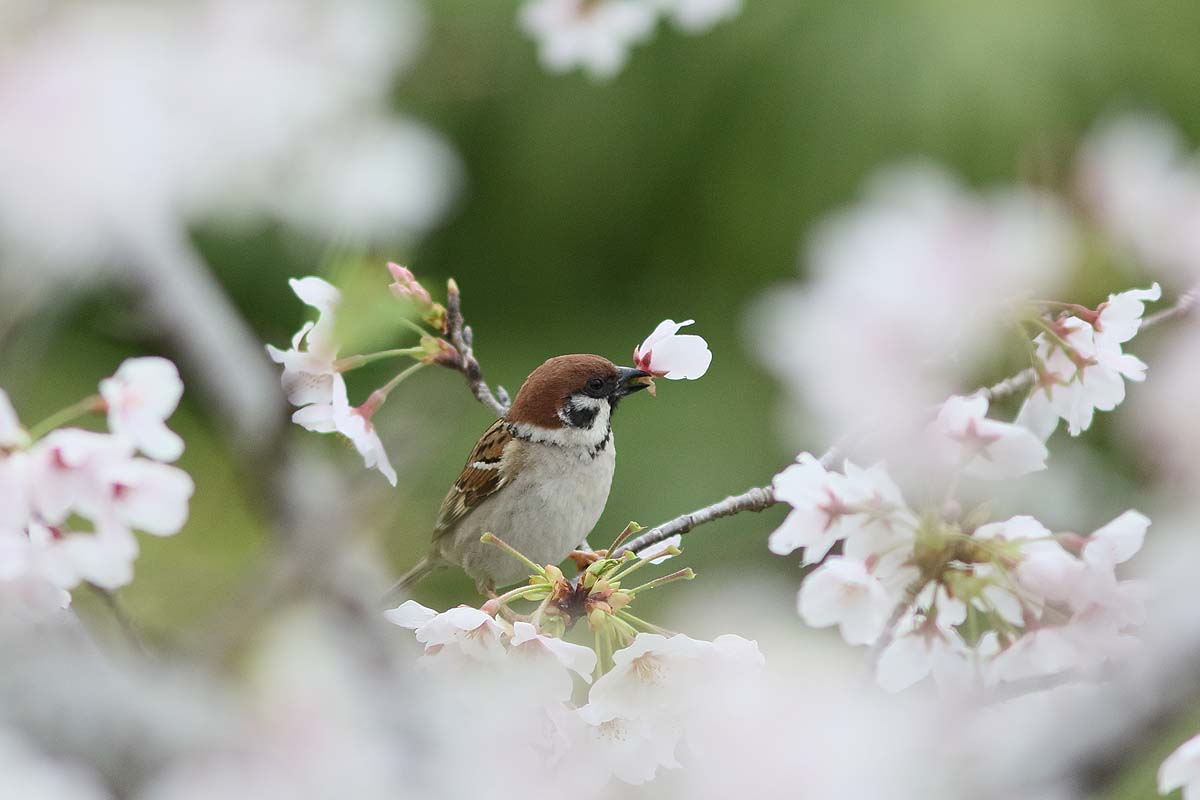 ２６４１回 桜の花と スズメ 青色鳥撮り