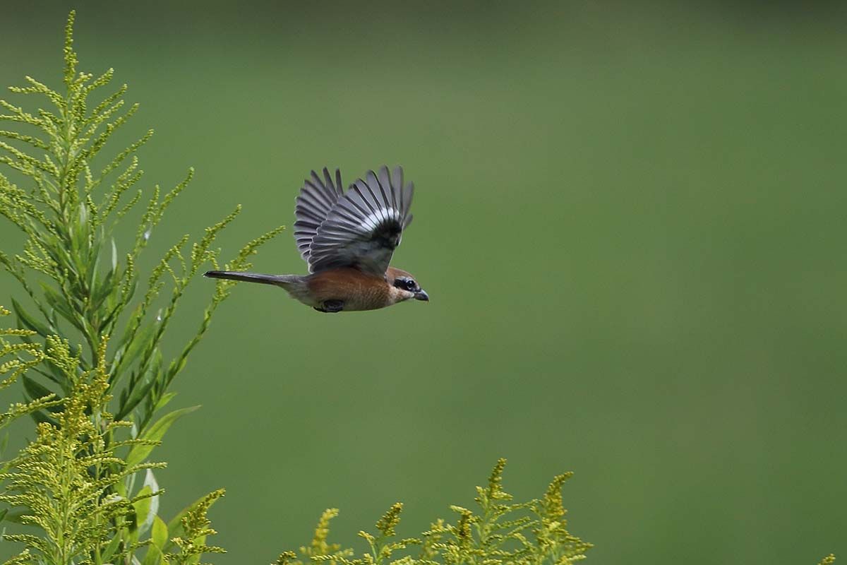 秋の日に飛んでいた モズ 青色鳥撮り