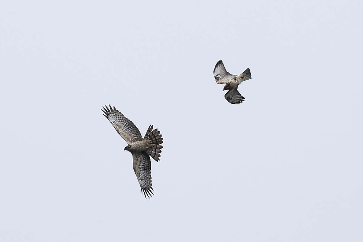 ２４７６回 ハチクマ とノスリのバトル 青色鳥撮り