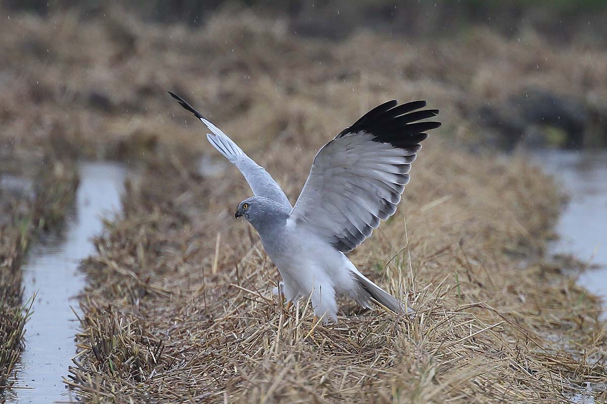 2509回 翼を広げる ハイイロチュウヒ 青色鳥撮り 2509回 翼を広げる ハイイロチュウヒ 青色鳥撮り
